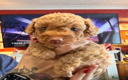 Labradoodle dogs for sale: Miniature labradoodle  - Image 11