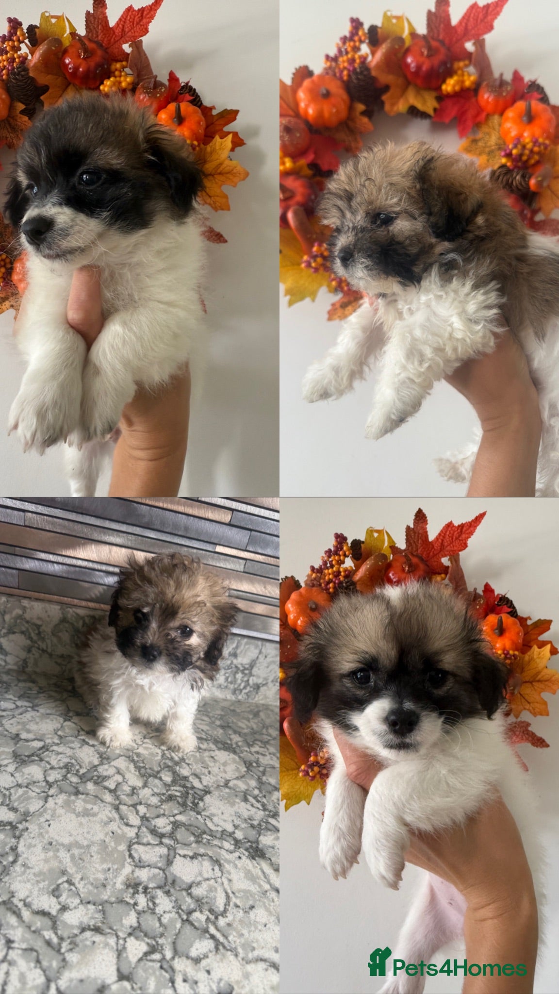 Shih Tzu dogs Tiny shih tzu babies (shih tzu/imperial) ready now - Advert 1