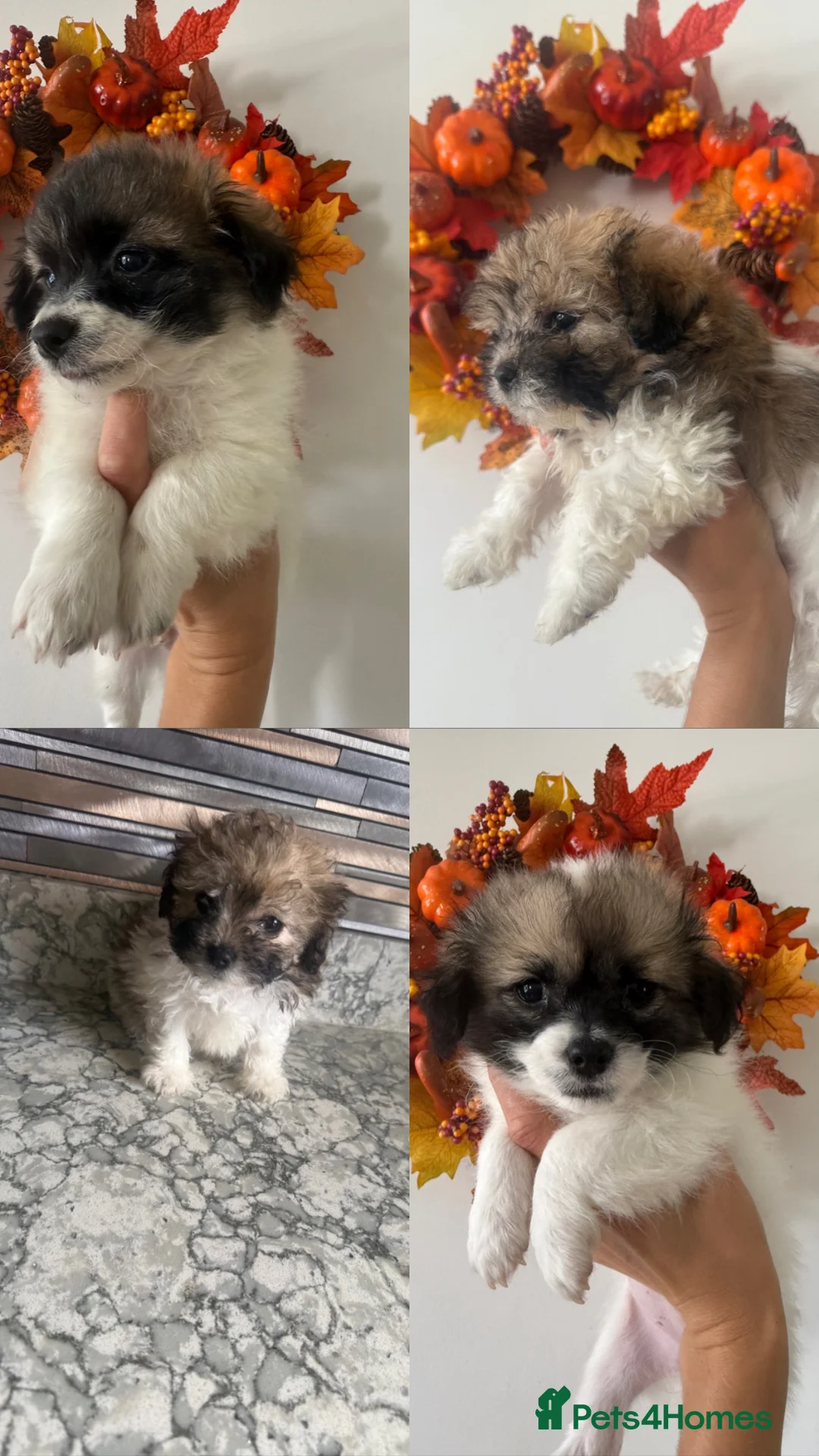 Shih Tzu dogs for sale: Tiny shih tzu babies (shih tzu/imperial) ready now - Advert 1