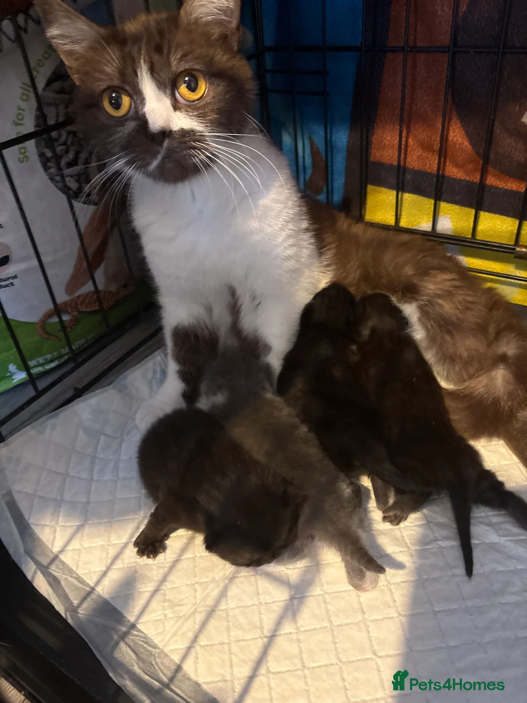 British Shorthair cats for sale: British shorthair kittens - Advert 1