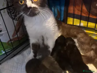 British Shorthair cats British shorthair kittens - Advert 1