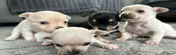 Chihuahua dogs for sale: 🐾Adorable chihuahua puppys ready!! - Advert 14