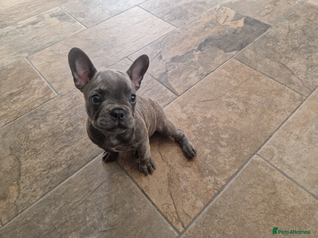 French Bulldog dogs for sale: Blue brindle French bulldog pup - Image 2