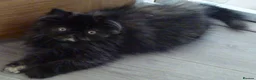 Persian cats for sale: Adorable Pure Persian Kitten - Advert 3