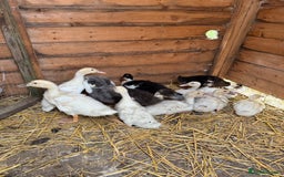 Ducks poultry for sale: Mixed Runner Ducks - Image 3