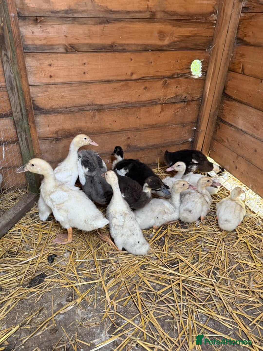 Ducks poultry for sale: Mixed Runner Ducks - Image 3