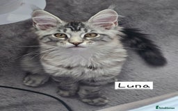 Maine Coon cats for sale: Large pedigree Tica Maine coon kittens READY  - Image 3