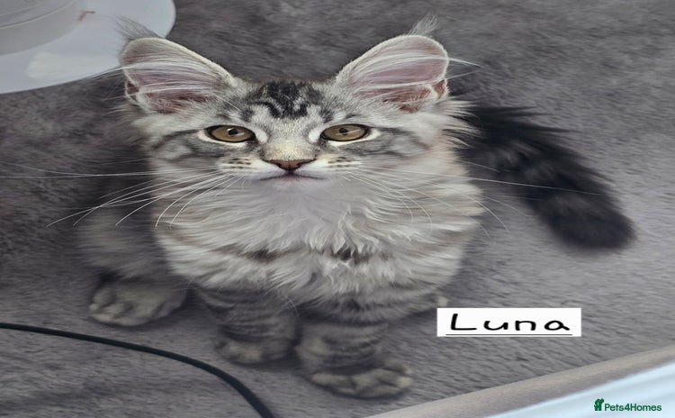 Maine Coon cats - Advert 14