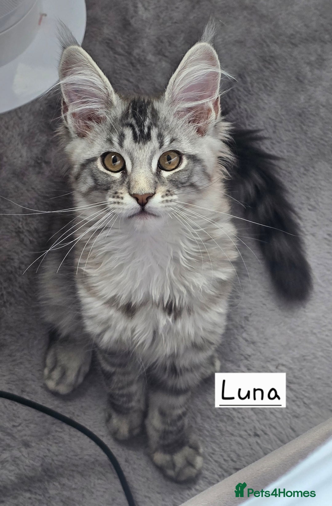 Maine Coon cats for sale: Large pedigree Tica Maine coon kittens READY  - Image 3