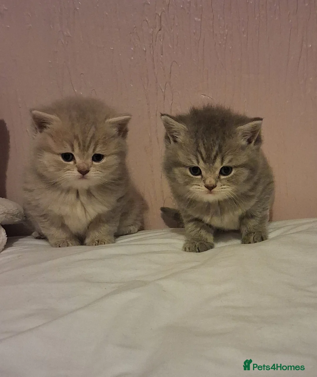 British Shorthair cats for sale: Female British Short hair kitten - Advert 9