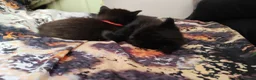 Mixed Breed cats for sale: Beautiful kittens - Advert 10