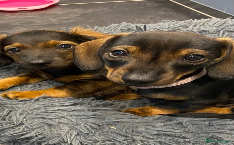 Dachshund dogs - Advert 14