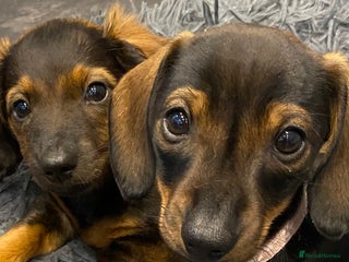 Dachshund dogs - Advert 2