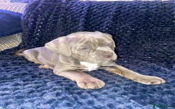 Olde English Bulldogge dogs for sale: Olde English bulldog puppies ready to leave  - Advert 5