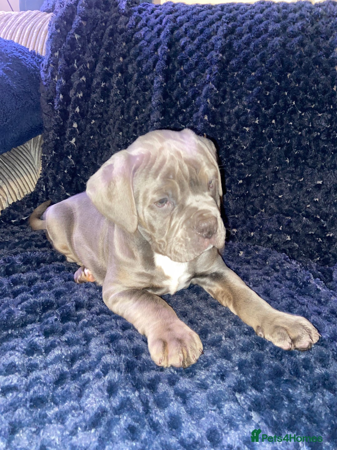 Olde English Bulldogge dogs for sale: Olde English bulldog puppies ready to leave  - Advert 5