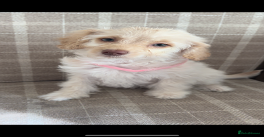 Cockapoo dogs - Advert 10
