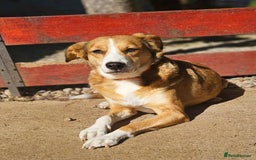 Mixed Breed dogs for adoption: SHADOW - Image 3