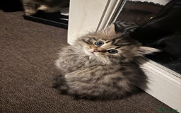 Scottish Fold cats for sale: 5 British Longhair and Scottish Straight kittens  - Image 14