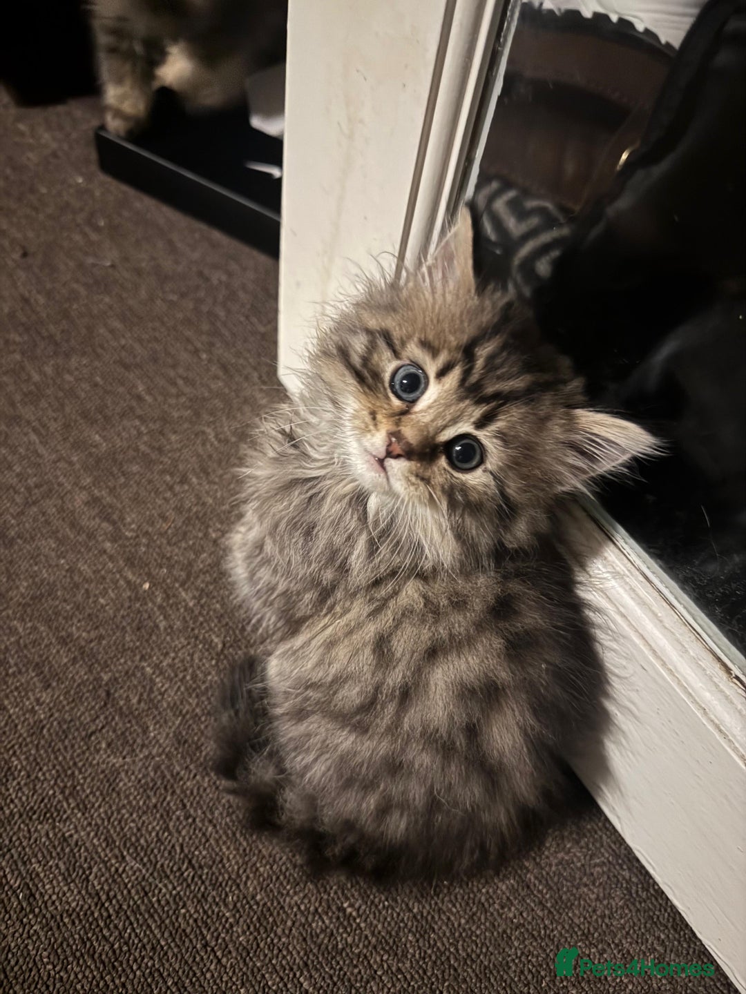 Scottish Fold cats for sale: 5 British Longhair and Scottish Straight kittens  - Image 14