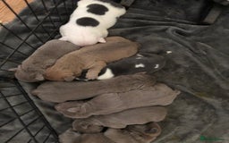 Mixed Breed dogs for sale: Incredible bulldog x FOR-SALE  - Image 4