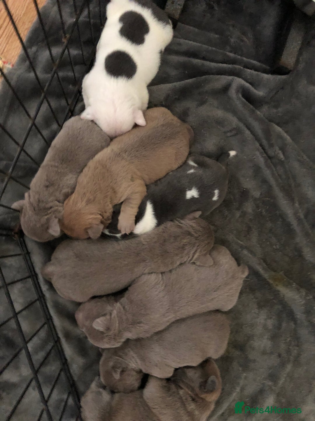 Mixed Breed dogs for sale: Incredible bulldog x FOR-SALE  - Image 4