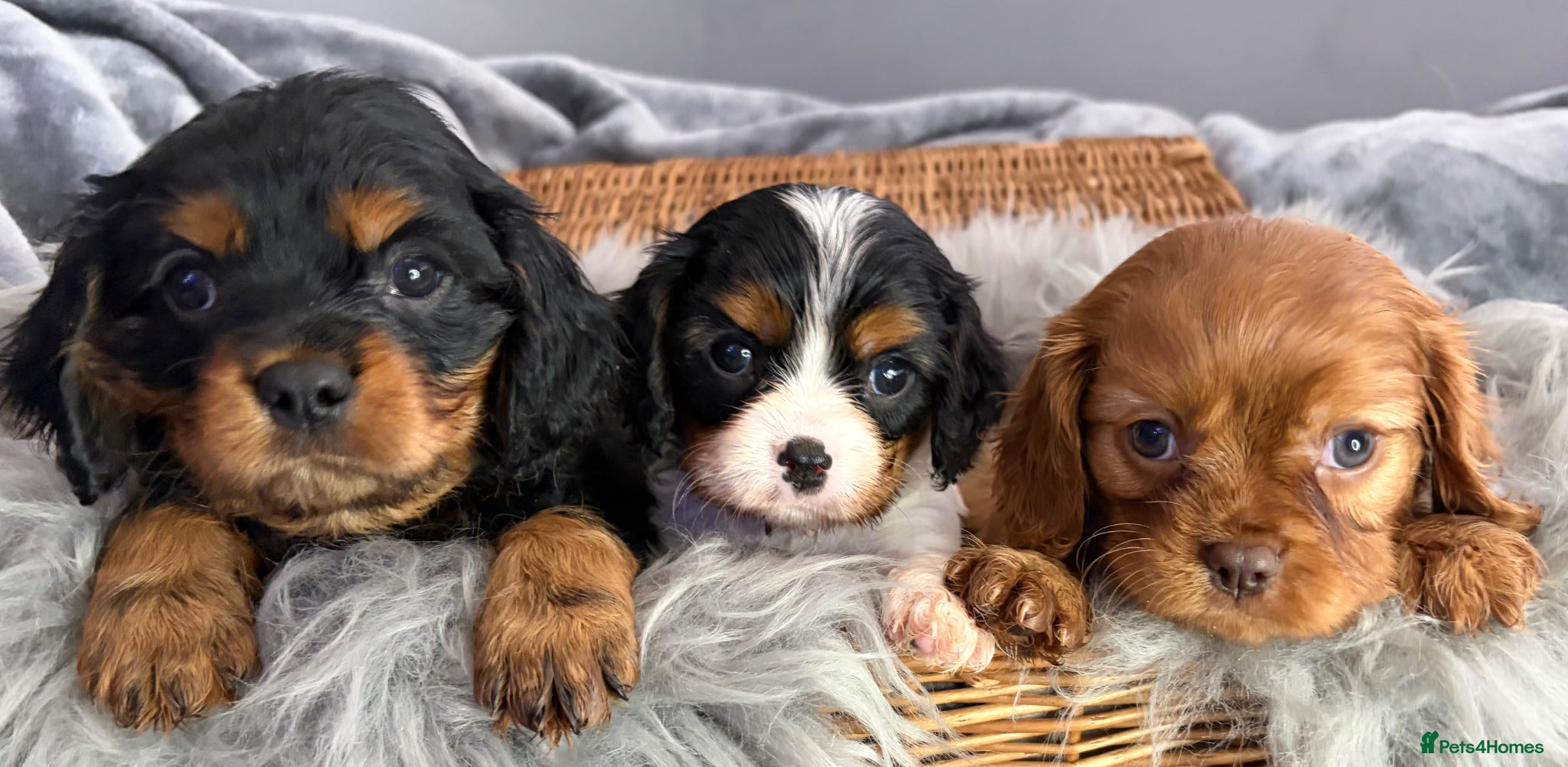 Cavalier King Charles Spaniel dogs KC REG EXTENSIVELY HEALTH TESTED CAV BABIES  - Advert 1