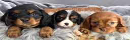 Cavalier King Charles Spaniel dogs for sale: KC REG EXTENSIVELY HEALTH TESTED CAV BABIES  - Advert 8