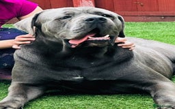 Cane Corso dogs for stud: MAXIMUS - STUD AVAILABLE  - Image 3