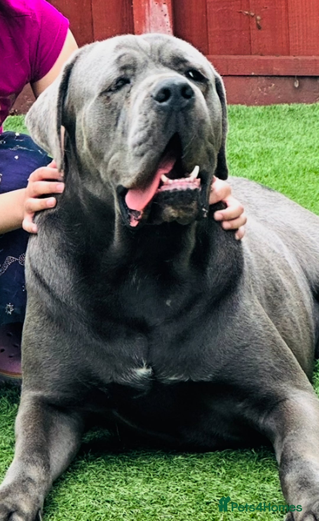 Cane Corso dogs for stud: MAXIMUS - STUD AVAILABLE  - Image 3