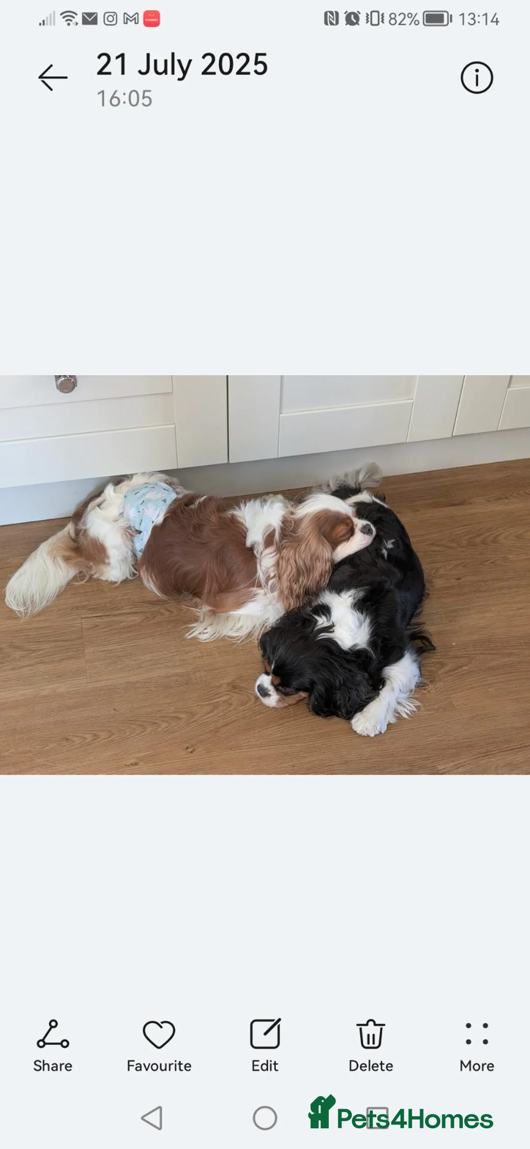 Cavalier King Charles Spaniel dogs for sale: Blenheim boy with stud potential - Advert 2