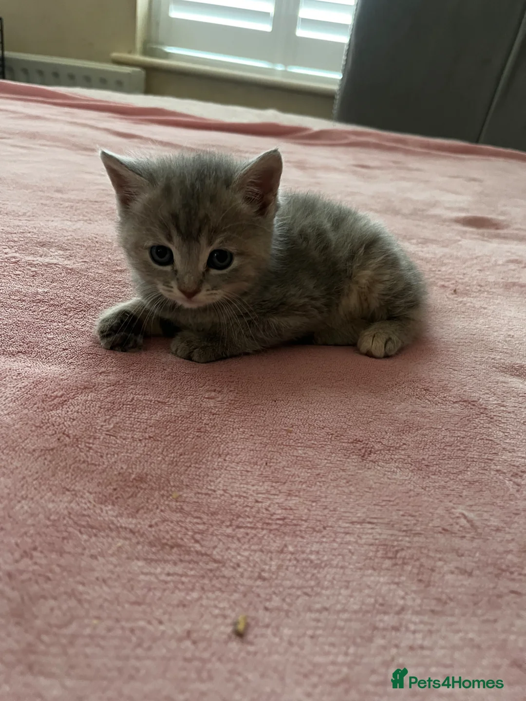British Shorthair cats for sale: british shorthair cross maincoon - Advert 3