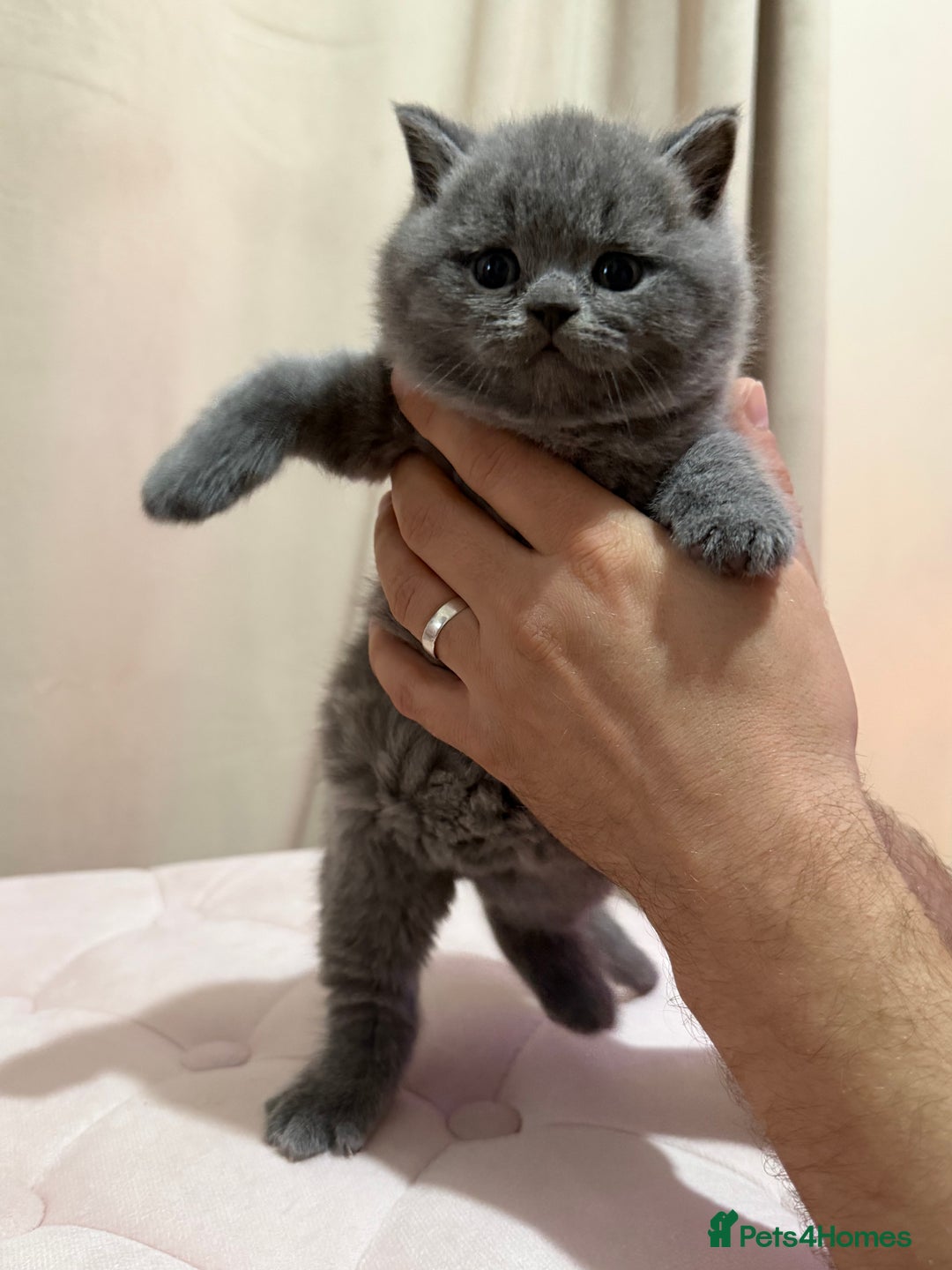 Scottish Fold cats for sale: Scottish Fold/ Straight kitties  - Advert 18
