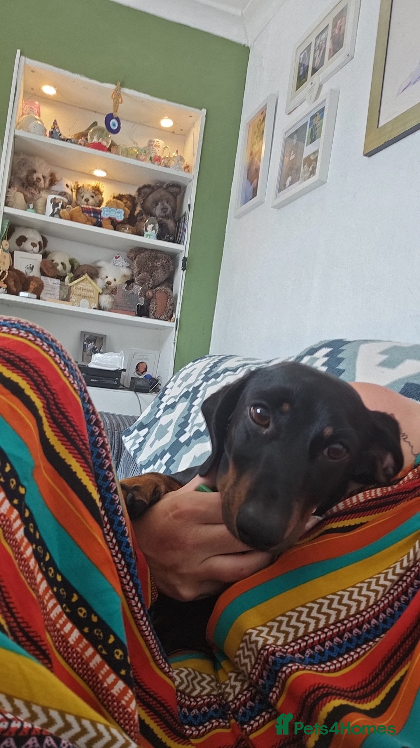 Miniature Dachshund dogs Rupert has come of age - Advert 22