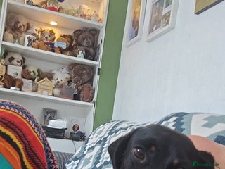 Miniature Dachshund dogs - Advert 8