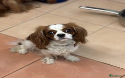 Cavalier King Charles Spaniel dogs for sale: Urgently looking for new home/s - Image 6
