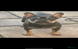 French Bulldog dogs for sale: Blue tan French bulldog female - Image 1