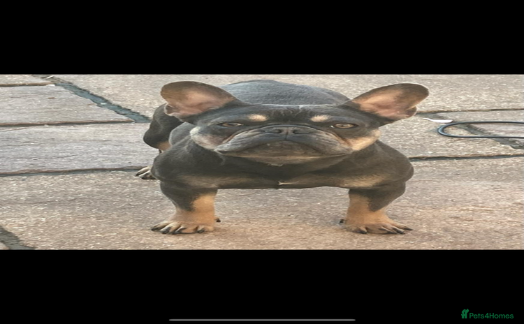 French Bulldog dogs - Advert 2