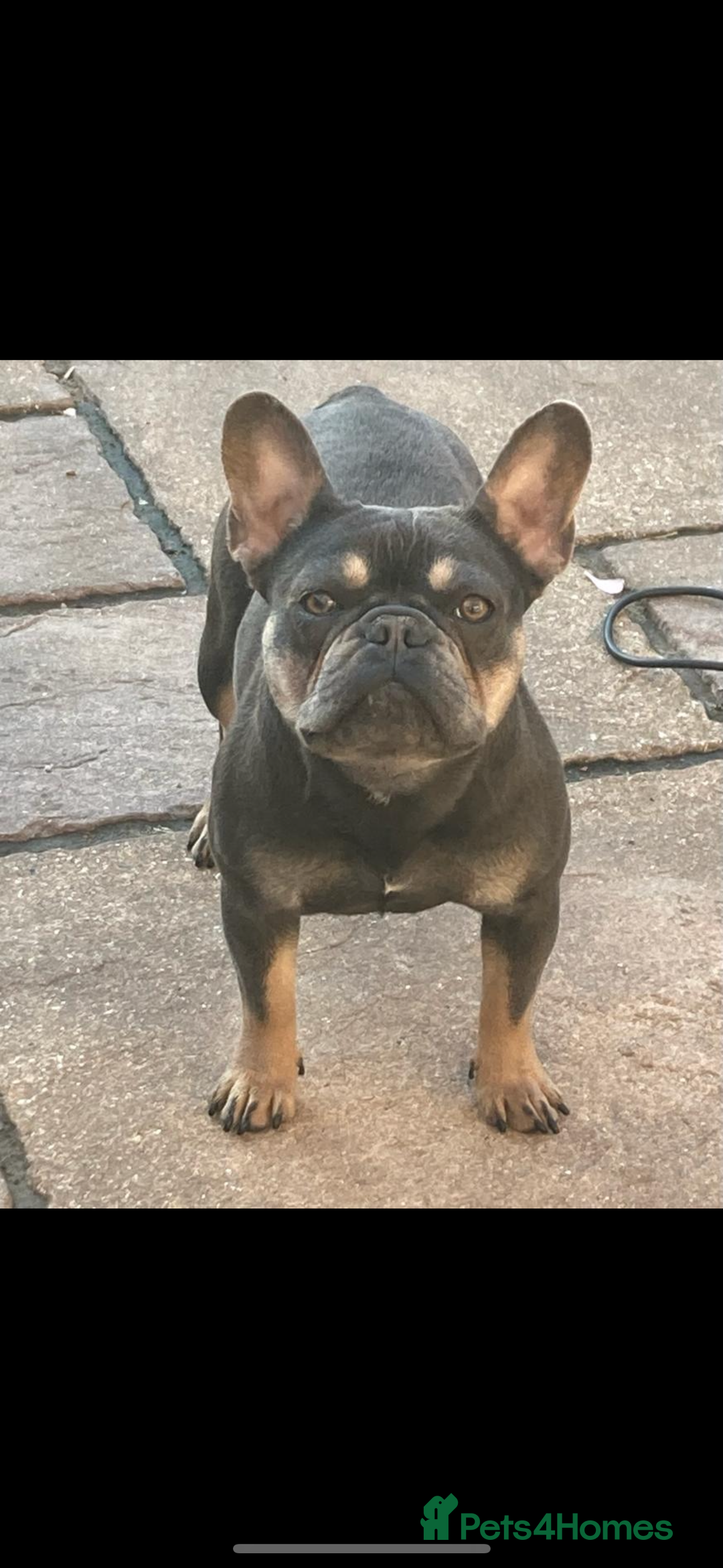 French Bulldog dogs for sale: Blue tan French bulldog female - Image 1