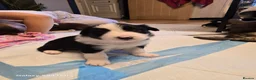 Border Collie dogs for sale: BORDER COLLIE PUPPIES – BEAUTIFUL LITTER OF 9  in Wishaw - Advert 15