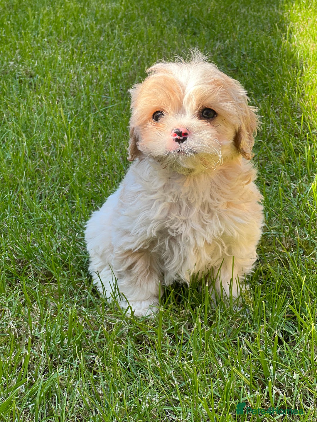 Cavachon dogs for sale: Health tested F1 cavachons  - Advert 4