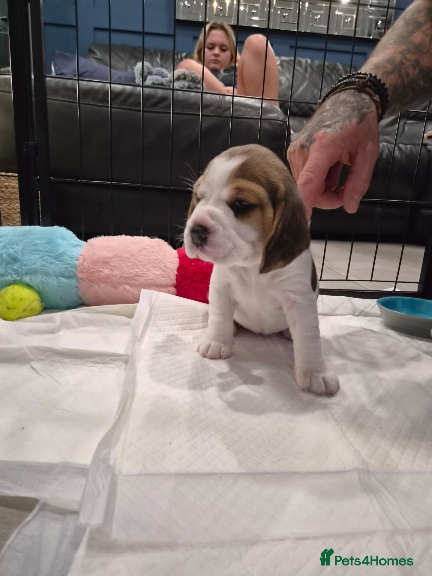 Beagle dogs Stunning Tri-Coloir Beagle Puppies  - Advert 1