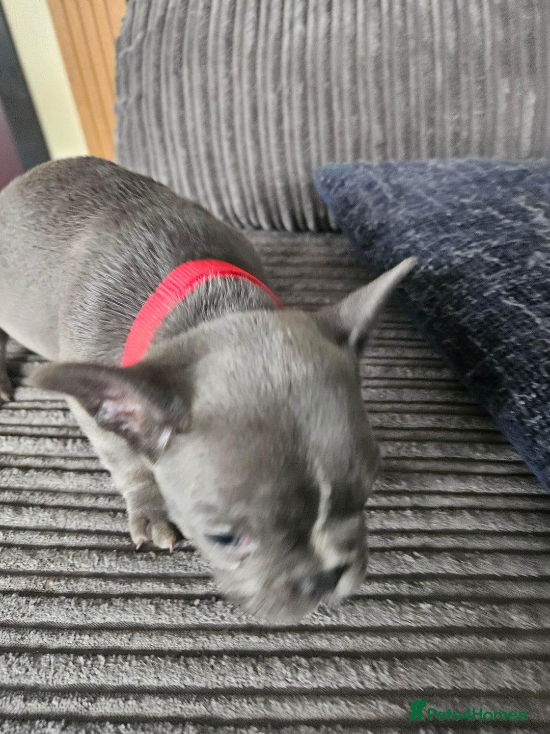 French Bulldog dogs for sale: Gorgeous frenchie pups  - Image 14
