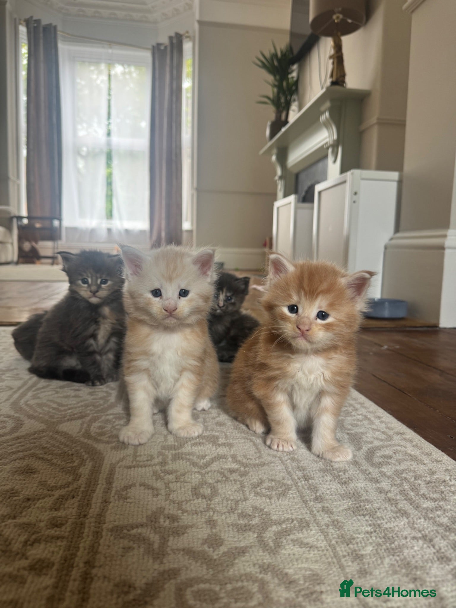 Maine Coon cats TICA Maine Coons - Advert 1