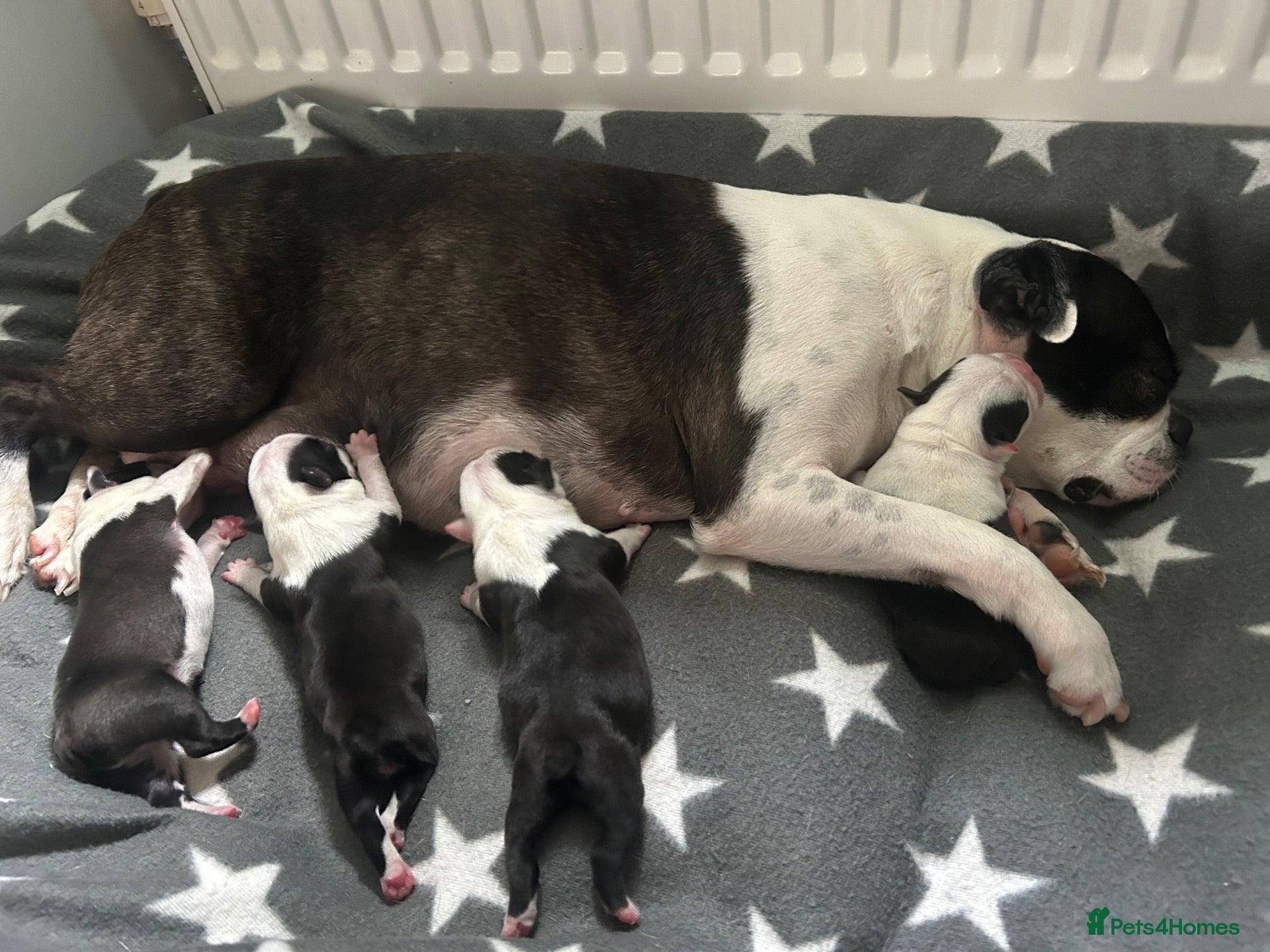Boston Terrier dogs Beautiful Boston Terriers  - Advert 2
