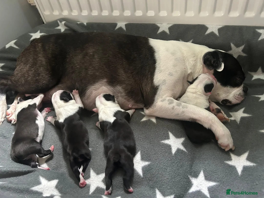 Boston Terrier dogs for sale: Beautiful Boston Terriers  in Camborne - Advert 1