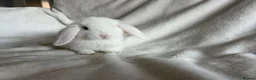 Mini Lop rabbits for sale: Mini Lops Ready To Leave Now  - Advert 12