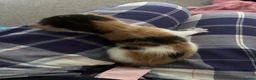Mixed Breed cats for sale: 3 mix breed kittens  - Advert 6
