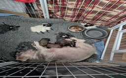 Mixed Breed dogs for sale: Chubby beautiful puppies - Image 9