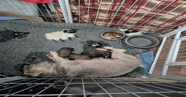 Mixed Breed dogs Ready next week ..  - Advert 3