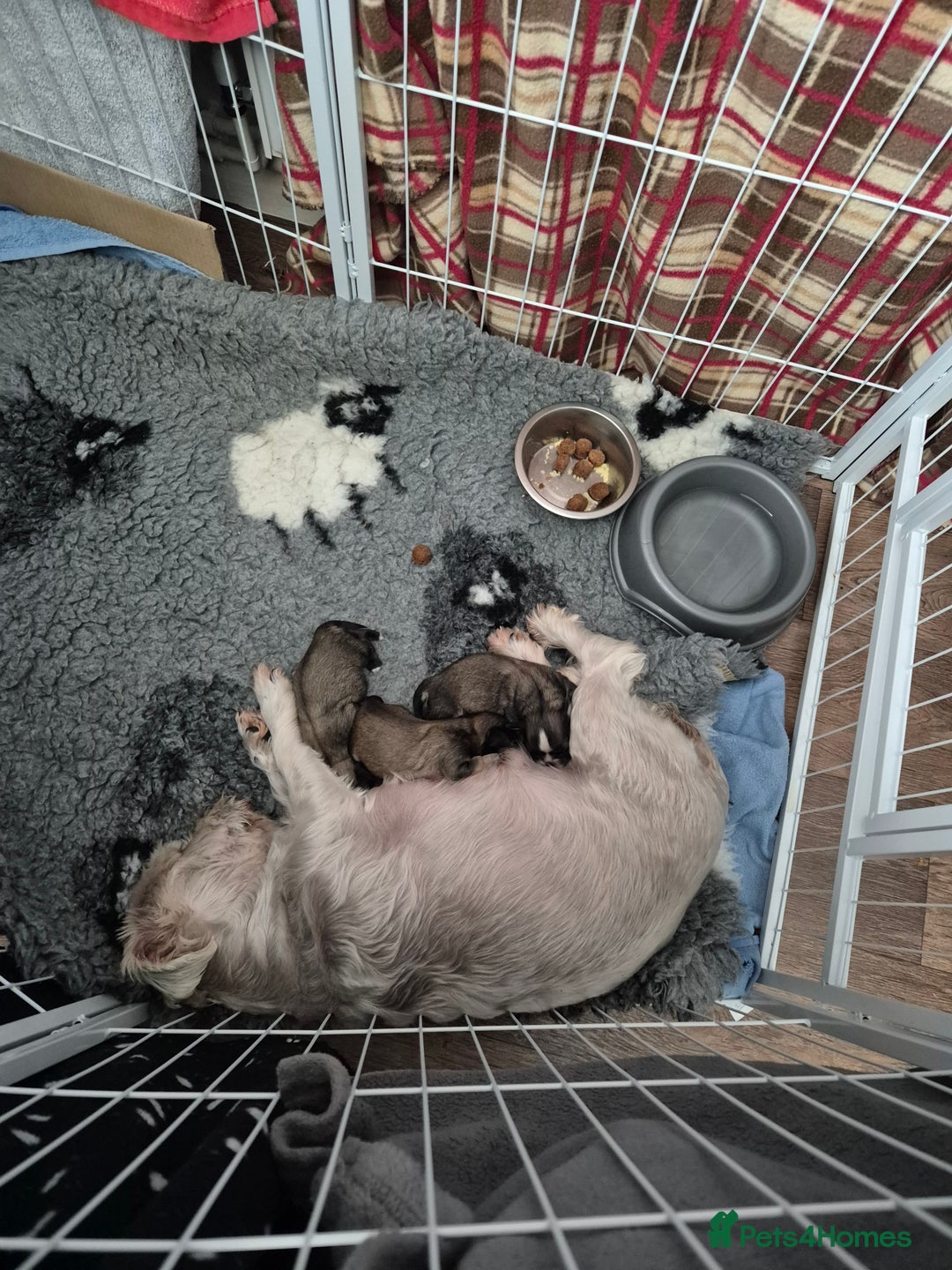 Mixed Breed dogs for sale: Chubby beautiful puppies - Image 9